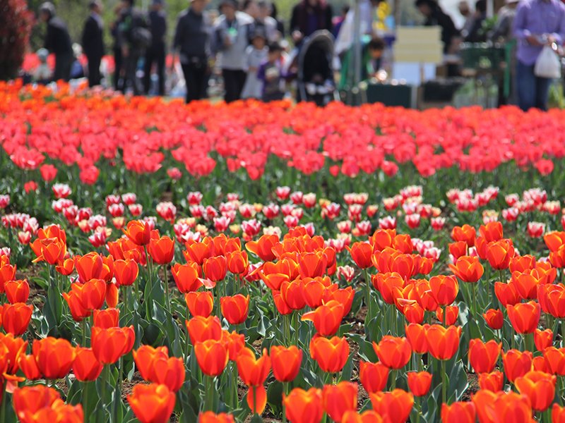 Flower Oasis