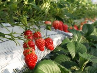 Koshigaya Strawberry Town