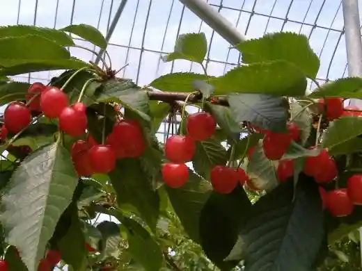 Sakura Marutomo Farm