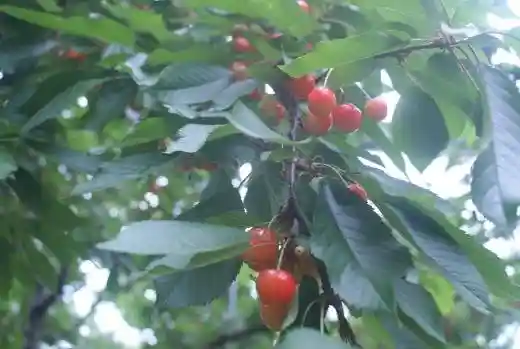 Hosaka Orchard