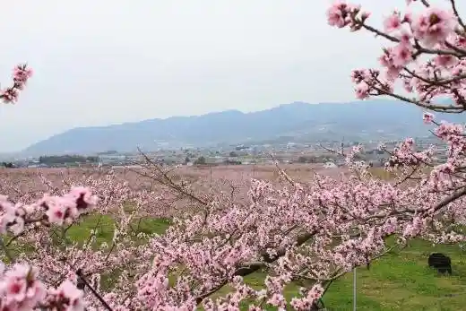 Enzan Peach Blossom Land