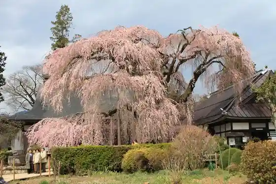 Weeping Cherry at Jiun-ji Temple