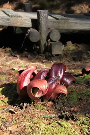 Tamamiya Skunk Cabbage Park