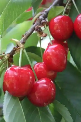 Ryuta Orchard