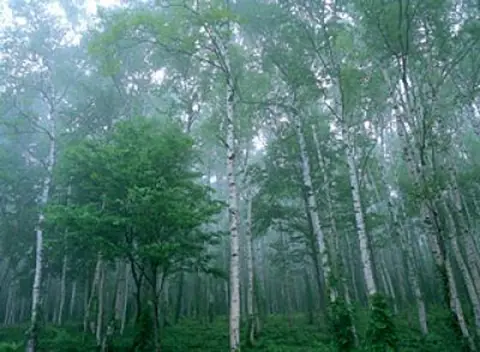 Hiraniwa Kogen