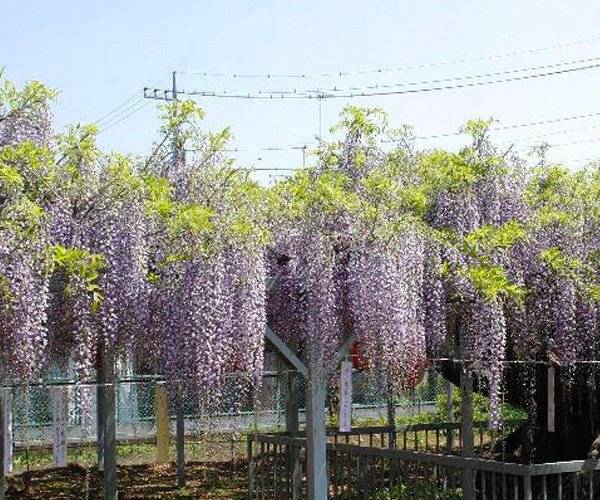 Wisteria at Shobu Shrine