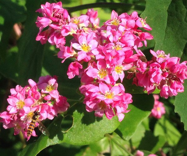 Kurihashi Red-Flower Buckwheat
