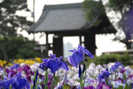 Shobu Castle Ruins Iris Garden