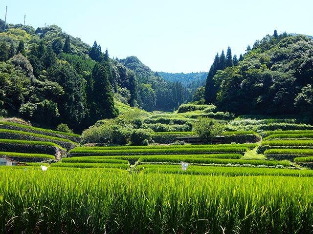 Oninokuchi Rice Terraces