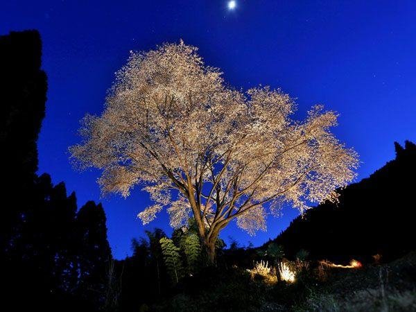Maidoko Great Cherry Tree