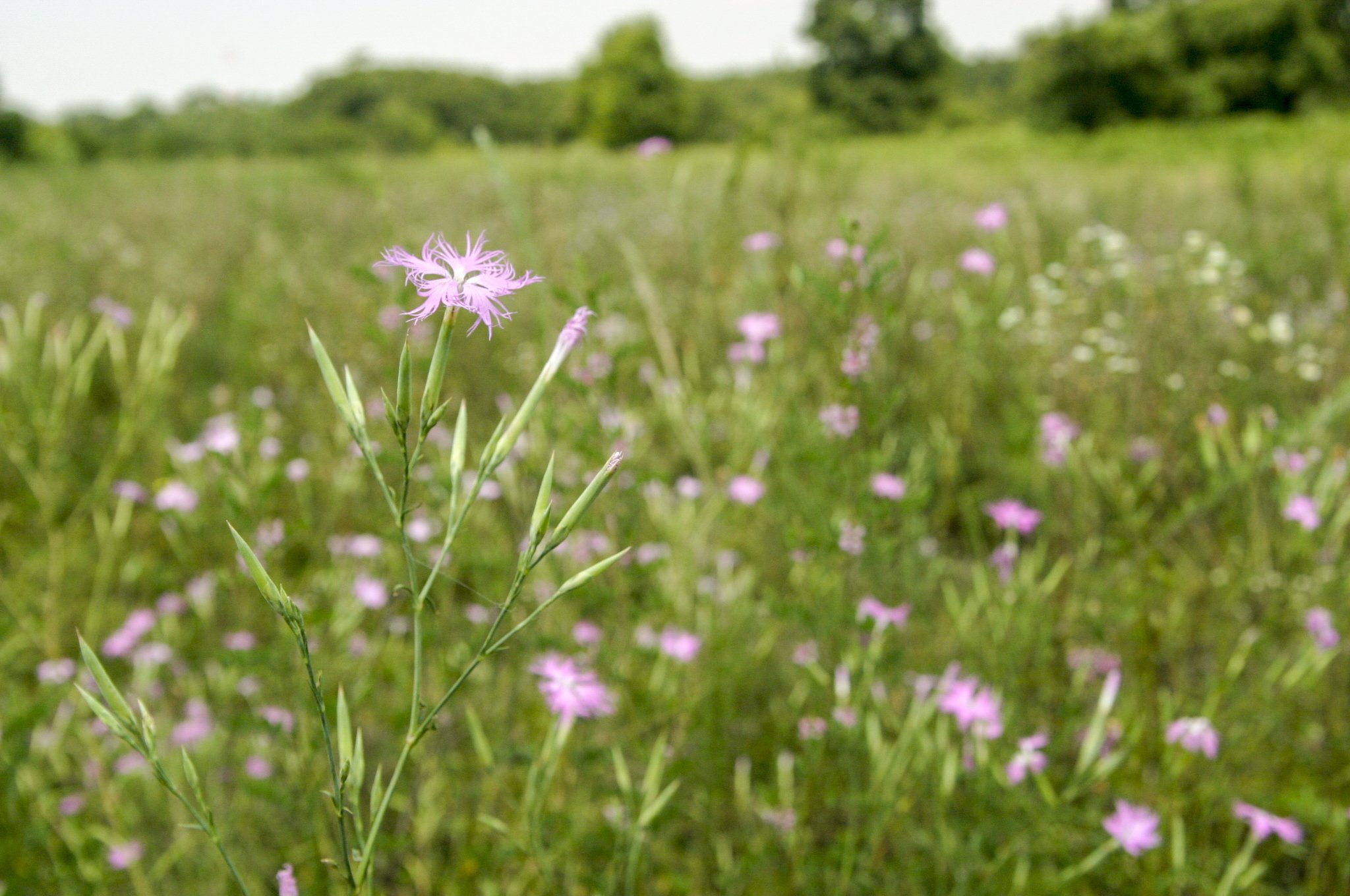 Arakawa Oaso Park