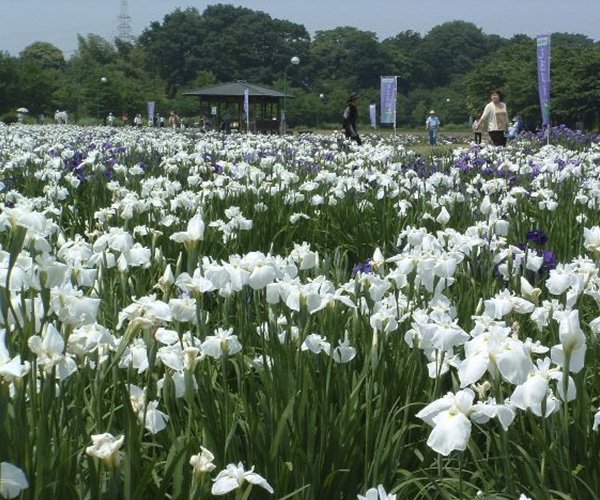 Beppu-numa Park
