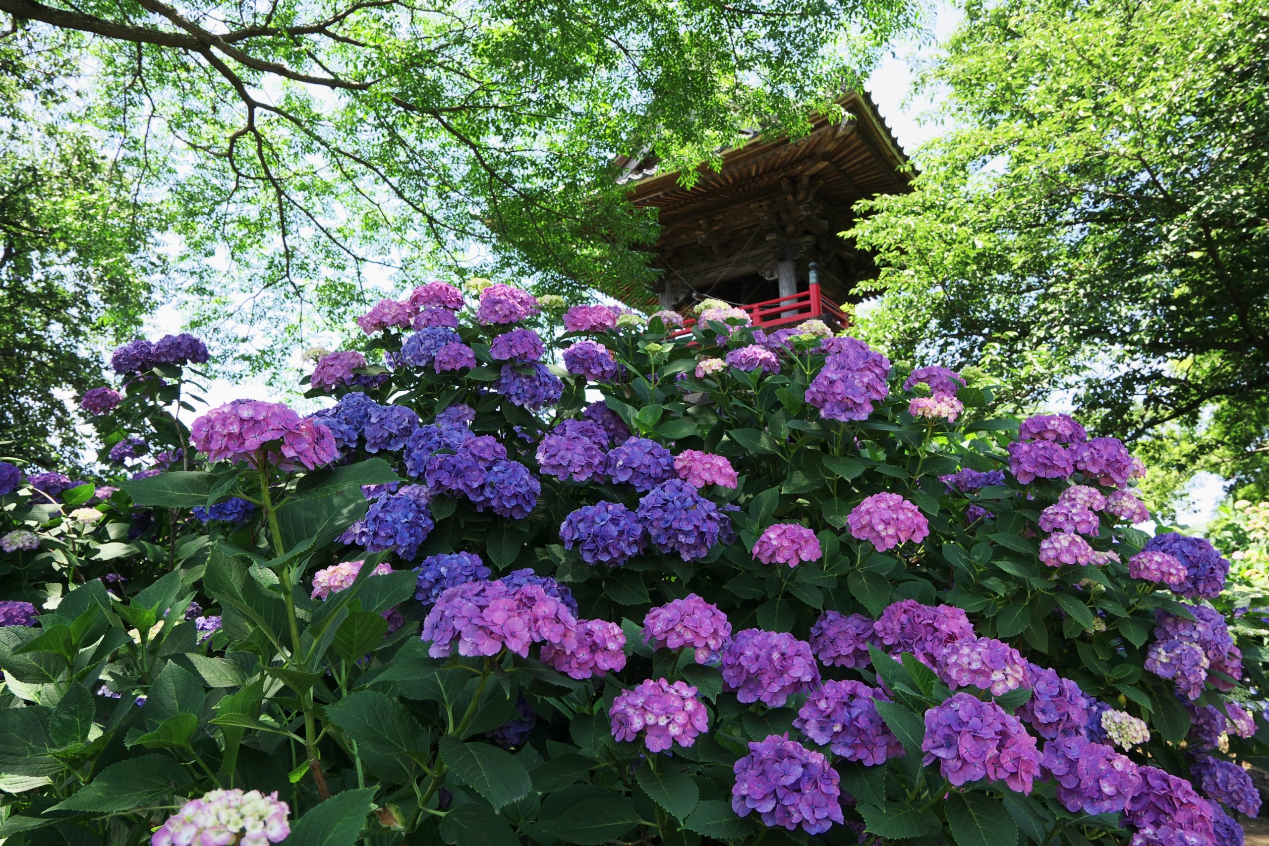Nogo-ji (Hydrangea Temple)