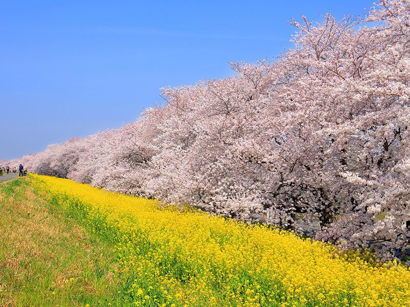 Kumagaya Cherry Blossom Embankment
