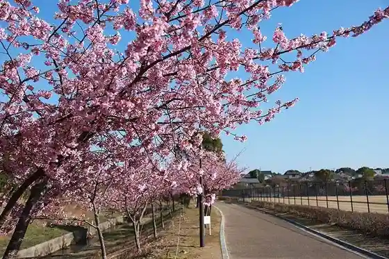 Yamazaki Sports Park no Kawazu Sakura