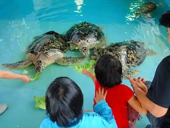 Kumejima Sea Turtle Museum