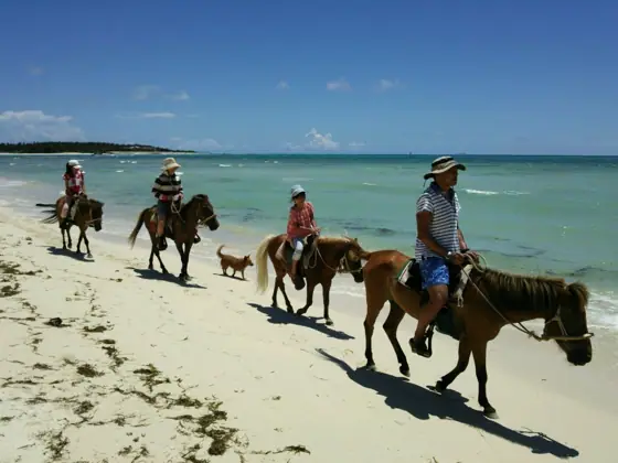 Kumejima Horse Ranch