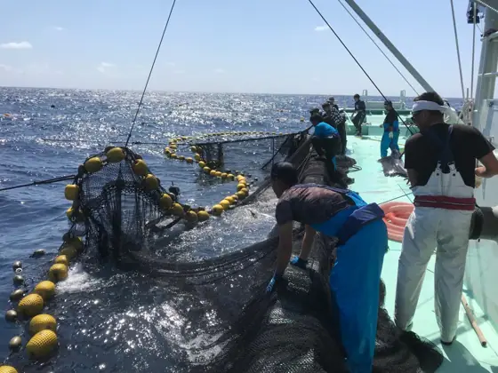 Set Net Fishing Experience (OSC & Kunigami Fisheries Cooperative)