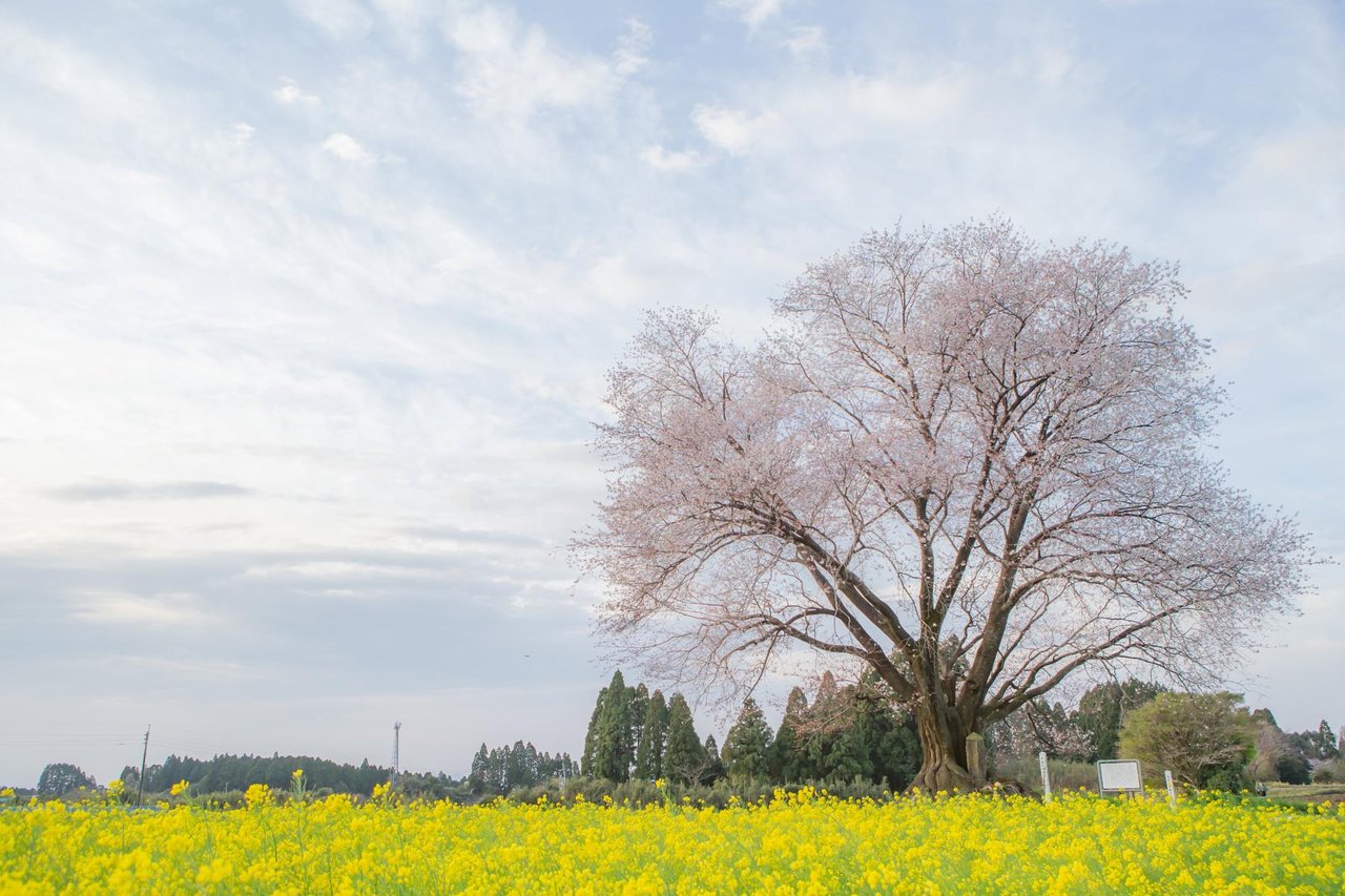 Otsubo Single Cherry Tree
