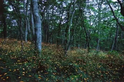 Himebotaru Firefly Habitat on Mt. Orizume