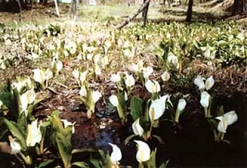Toiryosawa Skunk Cabbage Park