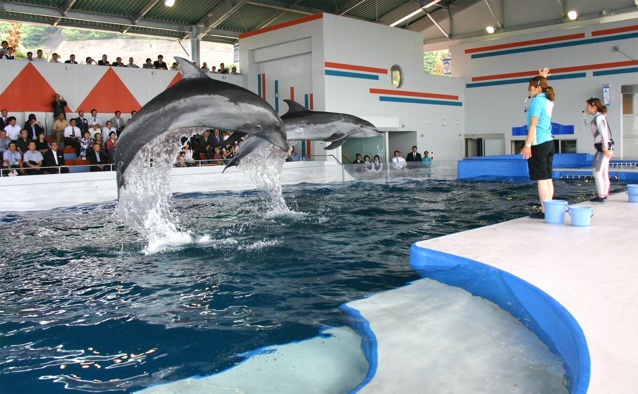 Shibushi Bay Daikoku Dolphin Land