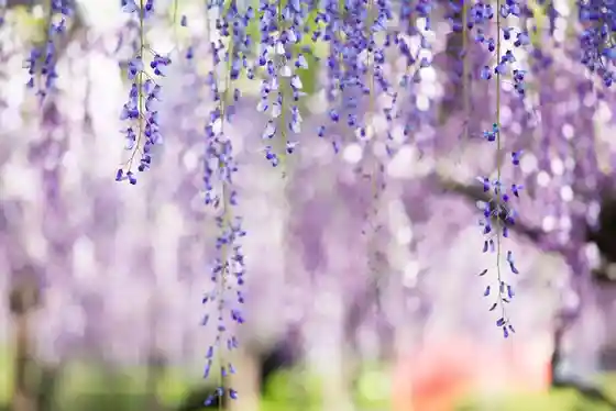Suka Garden