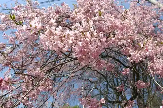Mamurogawa Koen