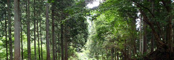 Kifune Shrine