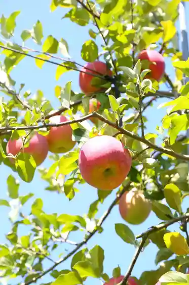 Apple Land Shimada