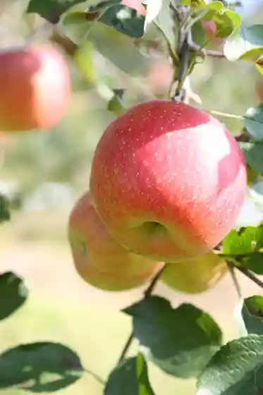 Iwasaki Apple Orchard