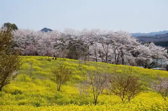 Cherry Blossoms and Rapeseed at Oyake Kofun Group