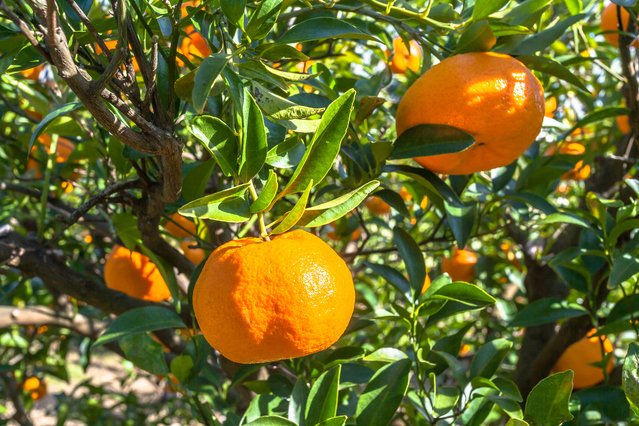 Tashiro-en Mikan Picking