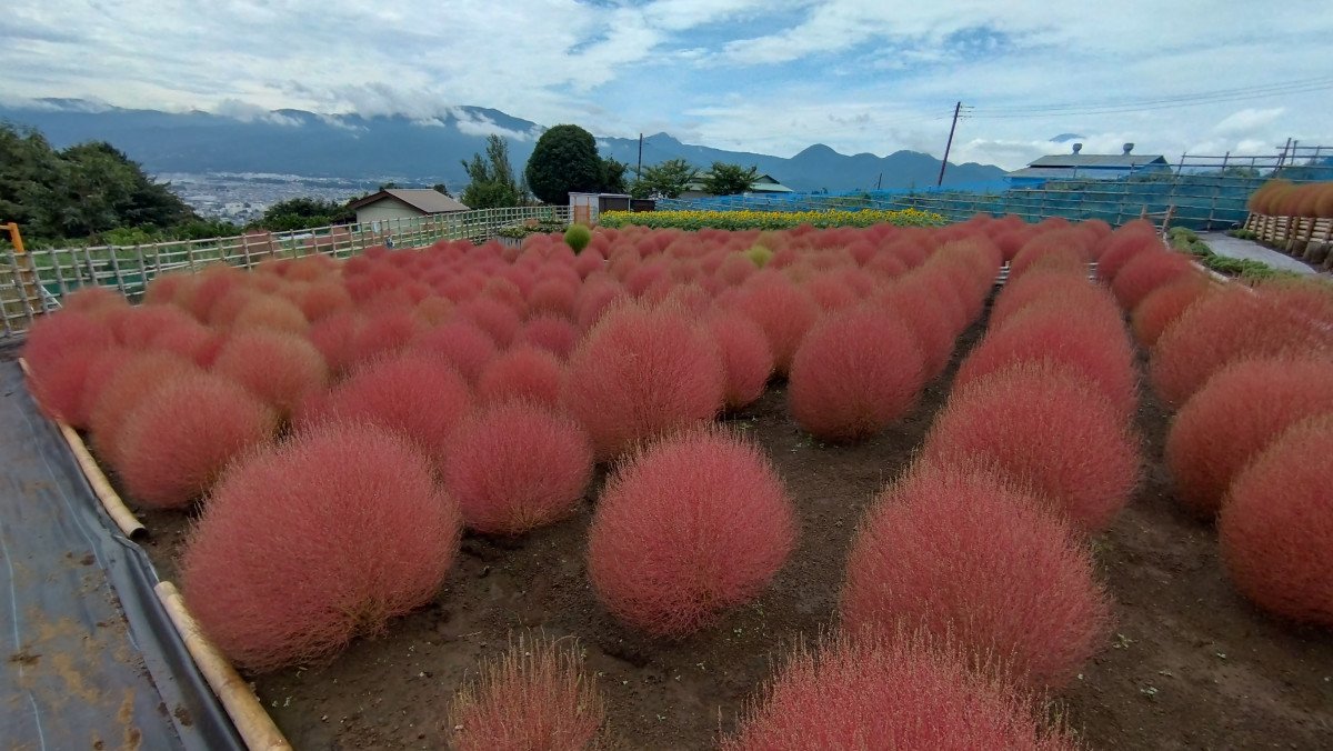 Kochia Village