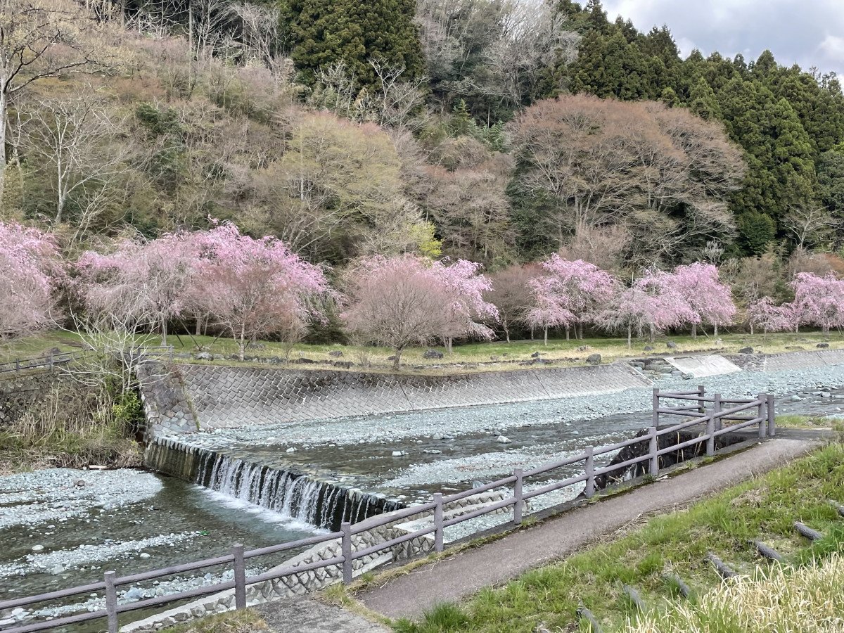 Weeping Cherries along the Nakatsu River