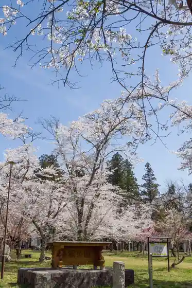 Cherry Blossoms at Daijo Park