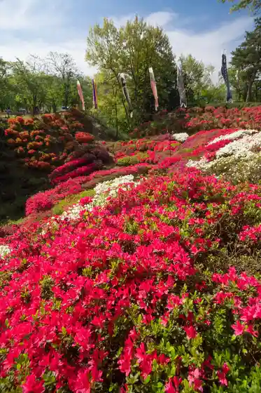 Dai Shiro Park no Tsutsuji