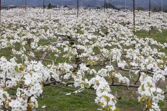 Pear Blossoms of Oshima and Kamikatagiri