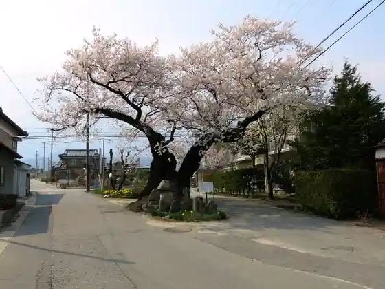 Harada Cherry Blossoms