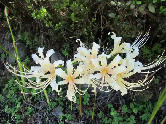 Red Spider Lilies at Reigakuji Temple