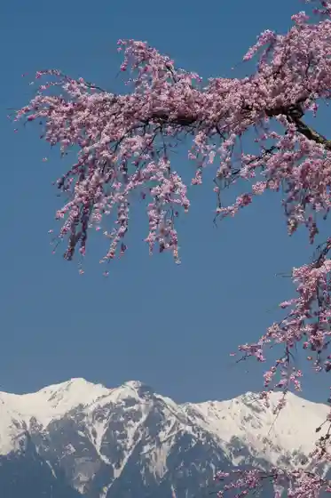 Sugino no no Shidare Sakura (Bu Na Satoyama Shizen Ennai)