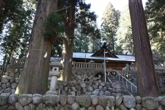 Dai Shu Shichi Sugi Shrine no Sennen Sugi