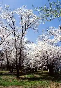 Gongen-sama Cherry Blossoms (Matsukawa Shrine)