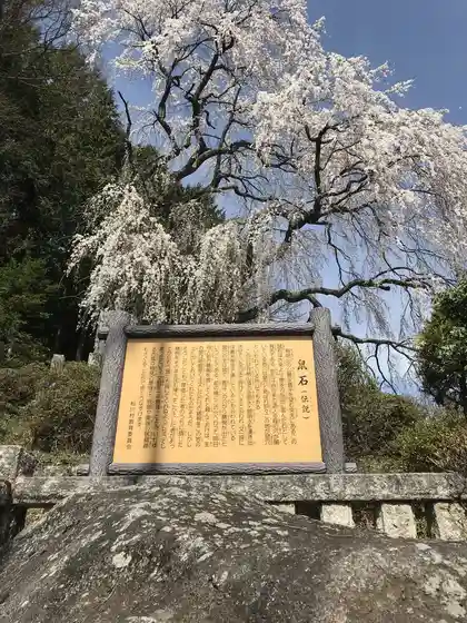 Nezumiana no Shidarezakura