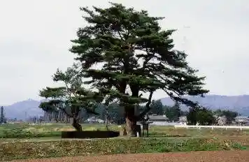 Kawanishi Lone Pine