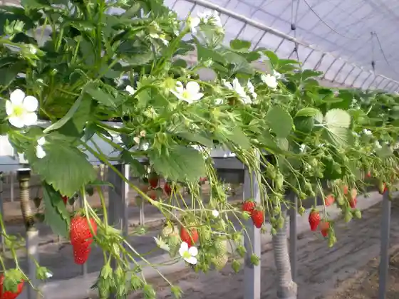 Kabochayama Farm