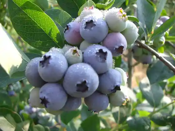 Hirabayashi Blueberry Farm