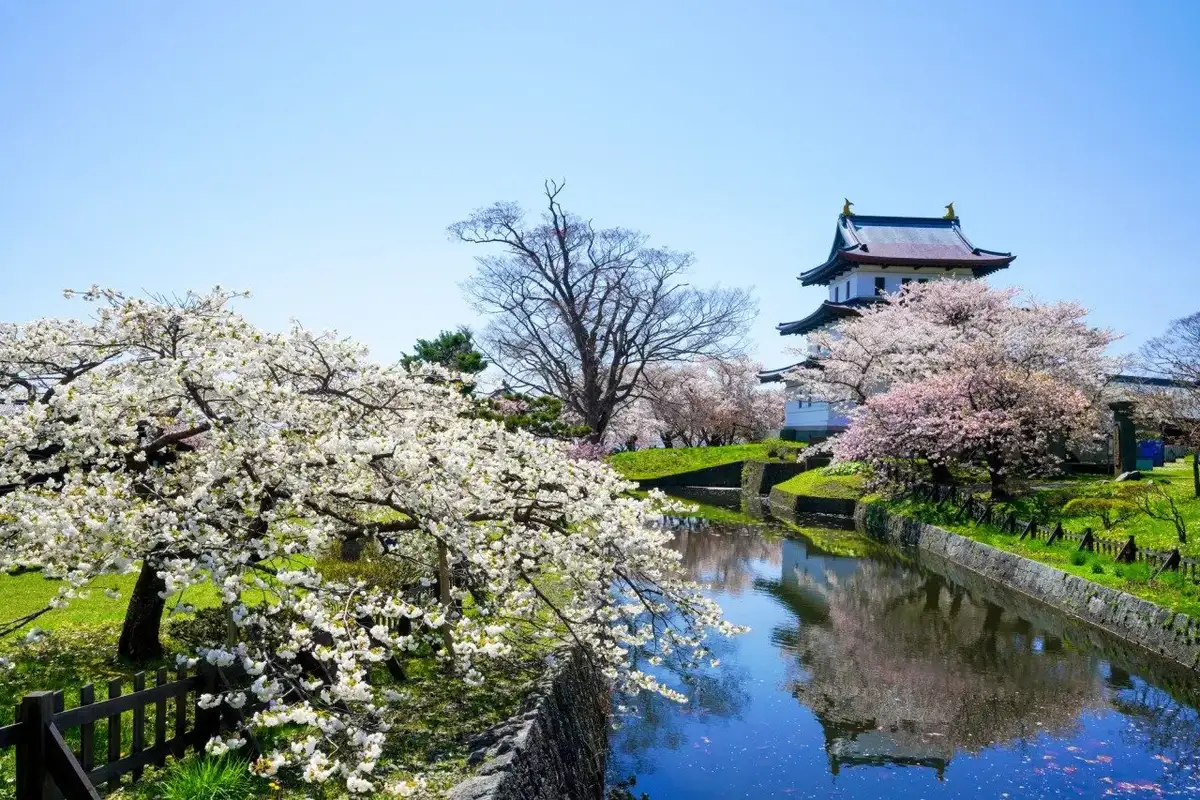 Matsumae Park Matsumae Sakura Festival