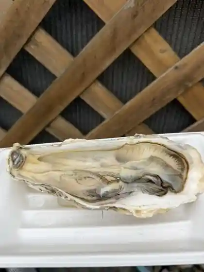 ヨシタケ食堂