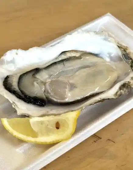 BAY OYSTER